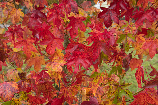Serviceberry Bush Autumn Fall Colors