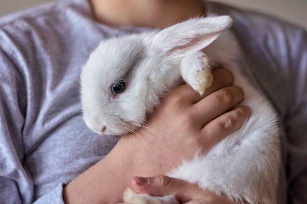 istock a boy with a white rabbit in his hands 1295223014