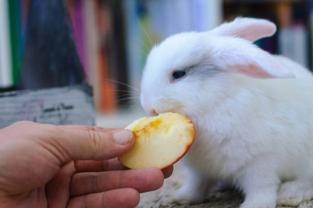 istock White homemade long-haired rabbit eats apple with the hands of a boy 1295223075