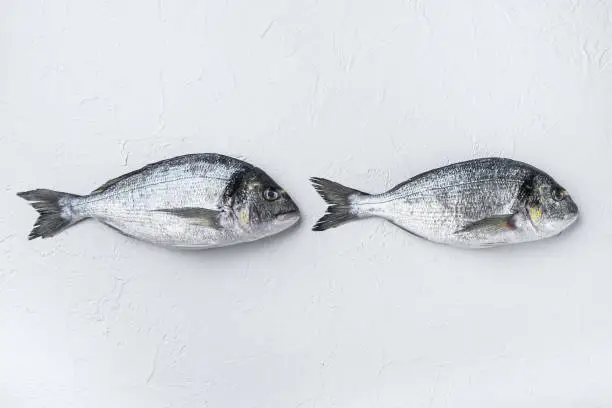 Photo of Rawtwo  sea bream or Gilt head bream dorada fish on white background, top view.