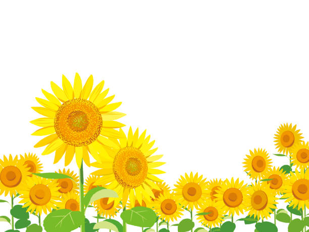 Hãy nhìn vào hình ảnh của hoa hướng dương để cảm nhận sức sống và sự ấm áp của mùa hè. Những cánh hoa vàng rực đầy năng lượng sẽ mang lại niềm vui và sự hạnh phúc cho bạn.