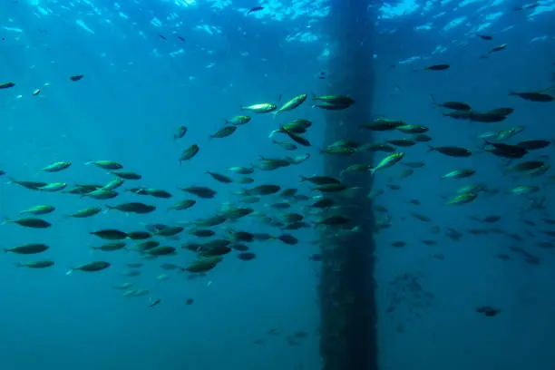 School of fish in ocean Swim under the bridge.
