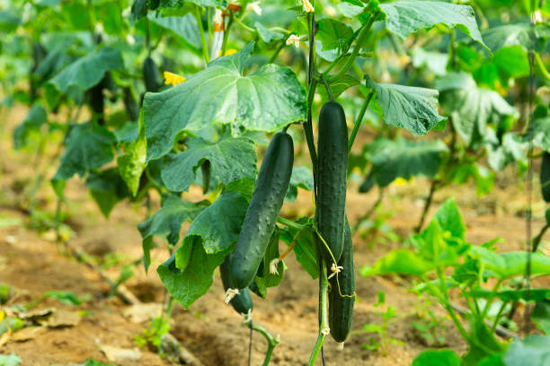 istock Cucumbers ripening in greenhouse 1295231335