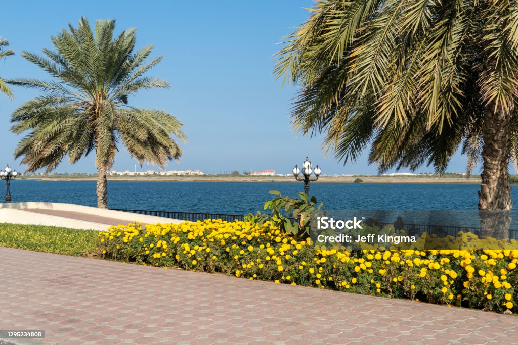 Kalba Corniche in Sharjah United Arab Emirates (UAE) on a beautiful day walking along the Gulf of Oman near the city. with beautiful yellow flowers Abu Dhabi Stock Photo