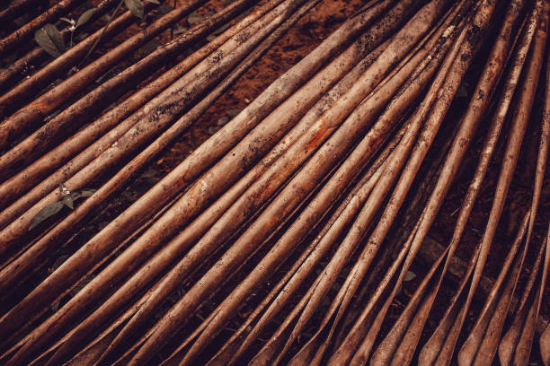 Close up images Orange Crownshaft Palm