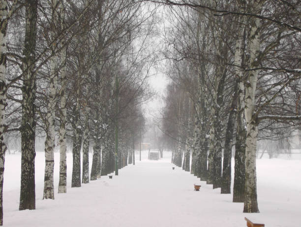 istock alley of  birch 1295236740