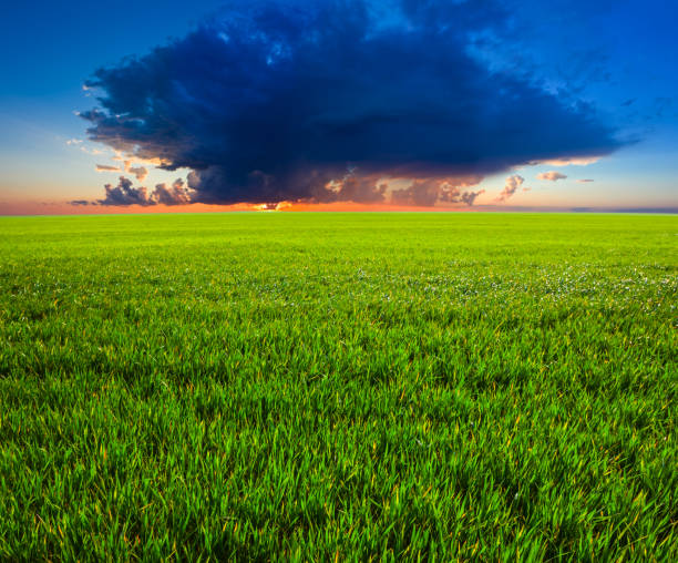 istock green rural field at the sunset 1295237224