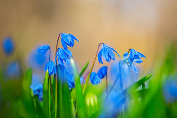 istock beautiful closeup blue flowers 1295237532