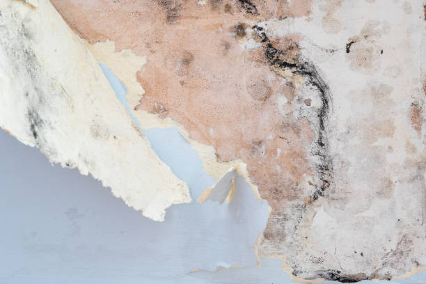 istock Black mould and peeling wallpaper 1295239550
