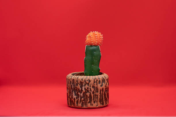 istock Beautiful cactus in the pot on a red background 1295242344