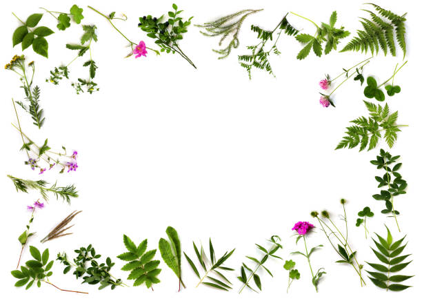 istock Botanical Frame. Herbarium of various plants on a white background. Copy space. Freshly cut plants. Forest flowers, herbs, berries 1295243532