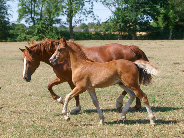 istock Mare and Foal Trotting 1295246212