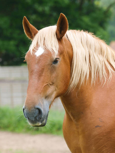 istock Suffolk Punch Horse Head Shot 1295246220