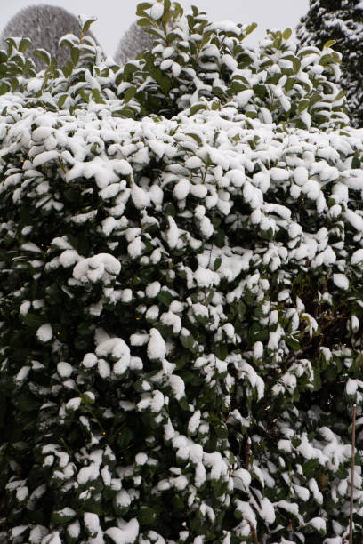 istock winter cherry laurel bush covered with snow 1295248322