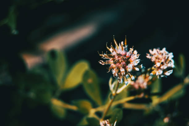 istock Dorycnium rectum plant on a black background 1295248510