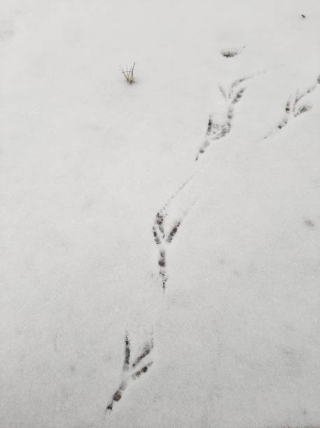 istock Crow footprints in the snow

￼ 1295251377