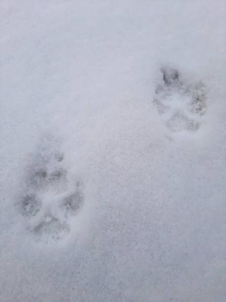 istock Little dog footprints in the snow 1295251942
