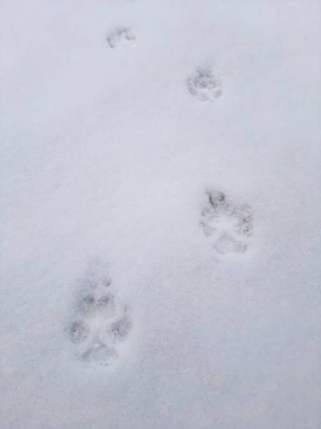 istock Little dog footprints in the snow 1295251957