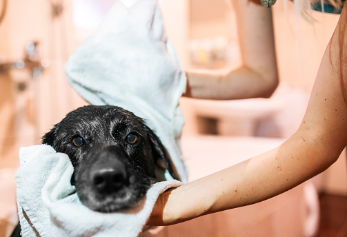 Woman drying her adorable mixed Labrador retriever in home bathroom. Animal care concept.