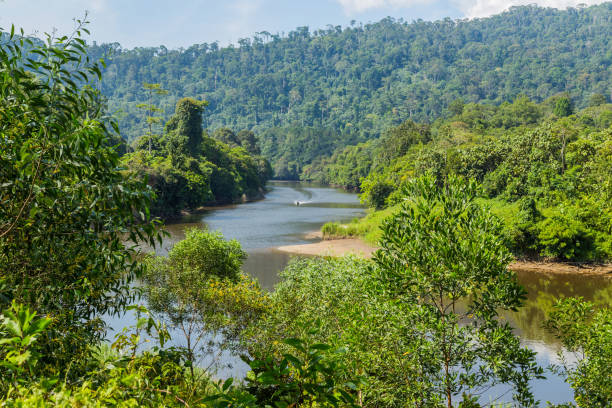 istock Ulu Temburong National Park 1295253574