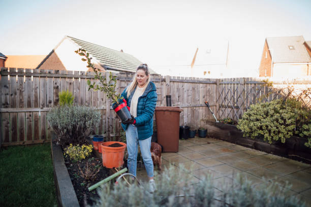 plantando mis árboles - green thumb refrán en inglés fotografías e imágenes de stock