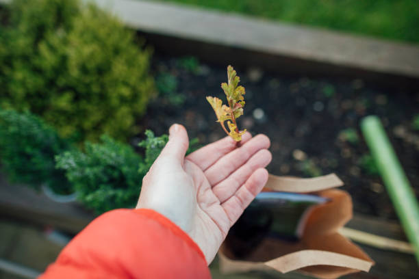 admirando el árbol de los árboles - green thumb refrán en inglés fotografías e imágenes de stock