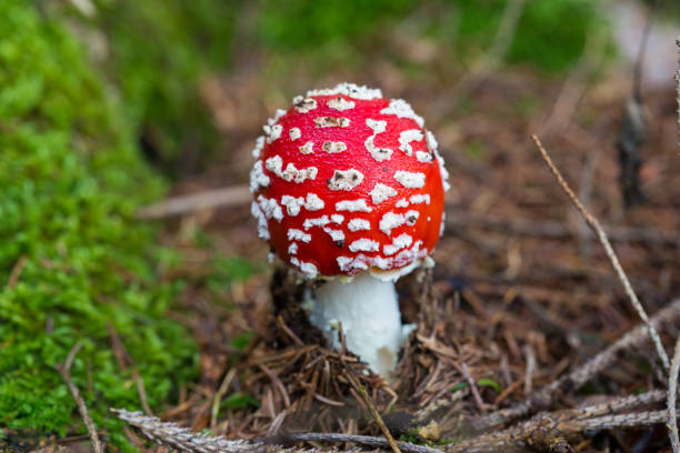 istock Macro of a fly agaric 1295255354