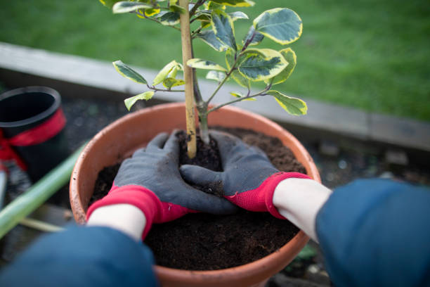 istock Planting In The Pot 1295256257