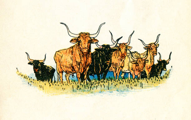 herde von langhornkühen auf der wiese - texas longhorn cattle stock-grafiken, -clipart, -cartoons und -symbole