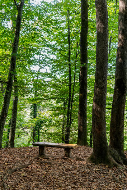 istock Bench made of tree trunk in the forest 1295256534