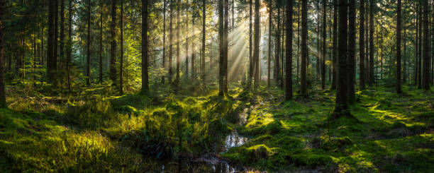 Sunlight streaming through forest canopy illuminated mossy woodland glade panorama Golden beams of early morning sunlight streaming through the pine needles of a green forest to illuminate the soft mossy undergrowth in this idyllic woodland glade. ecological reserve photos stock pictures, royalty-free photos & images