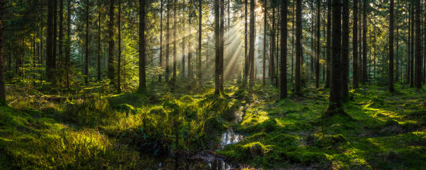 Sunlight streaming through forest canopy illuminated mossy woodland glade panorama Golden beams of early morning sunlight streaming through the pine needles of a green forest to illuminate the soft mossy undergrowth in this idyllic woodland glade. glade stock pictures, royalty-free photos & images