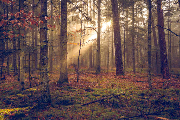 istock Peaceful forest with a ray of sunshine 1295257393