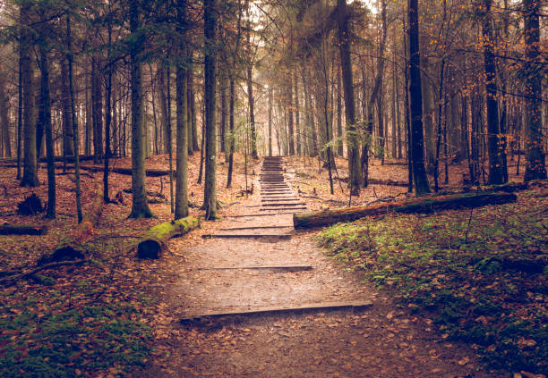 istock Path in the woods, wooden stairs 1295257433