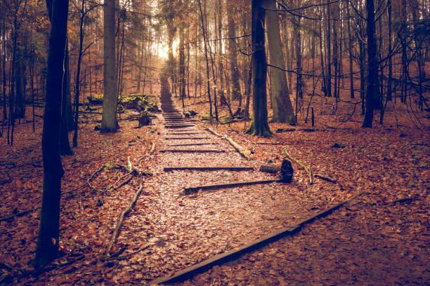 istock Path in the woods with wooden steps 1295257437