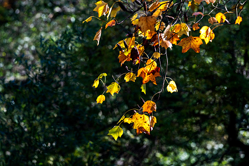 Yellow leaves on the branch in autumn season. Ataturk Arboretum in Istanbul, Turkey. Focus on leaves.