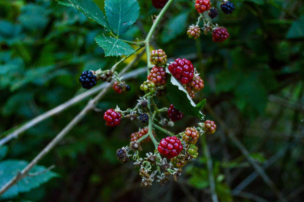 amora selvagem (rubus plicatus) quase madura, frutos naturais na floresta com fundo bookeh - bookeh - fotografias e filmes do acervo