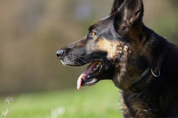 istock German Shepard dog in meadow portrait 1295260482