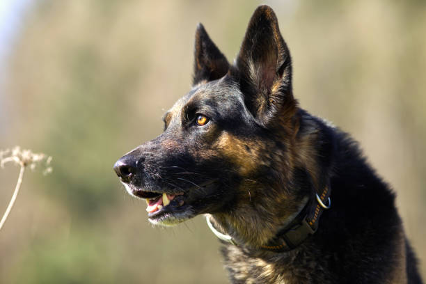 istock German Shepard dog in meadow portrait 1295260516