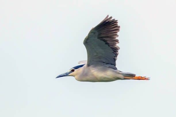 istock Black Crowned Night Heron in Fight Blue Sky (Nycticorax nycticorax) 1295260604