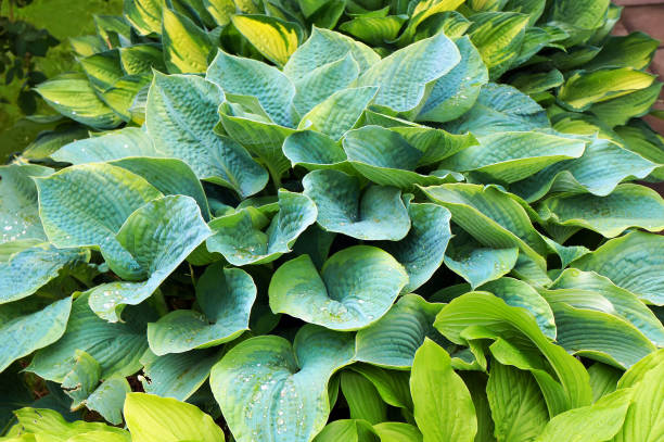 Lush green foliage of decorative plant Hosta (Funkia) with water drops on leaves after rain.