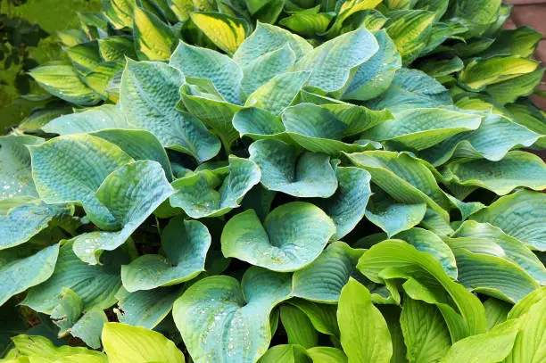 Photo of Foliage of Hosta (Funkia) with water drops on leaves.