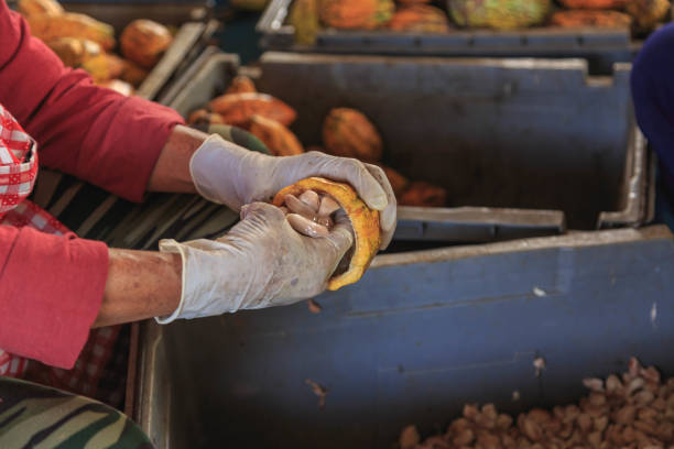 Raw Cacao pods open with hand holding