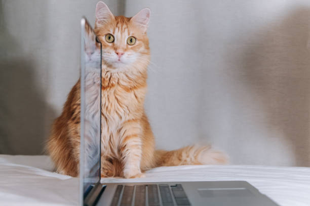 istock Funny red cat peeks out from behind laptop sitting on bed 1295261330