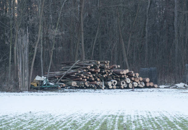 round timber woods covered with snow, wood storage in winter