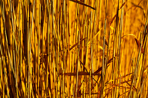 Close up image of dry reeds in yellow and golden hues. Shallow depth of field.