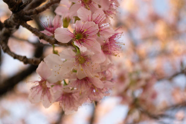 istock Early blooming cherry, Wild Himalayan Cherry in full bloom 1295266149