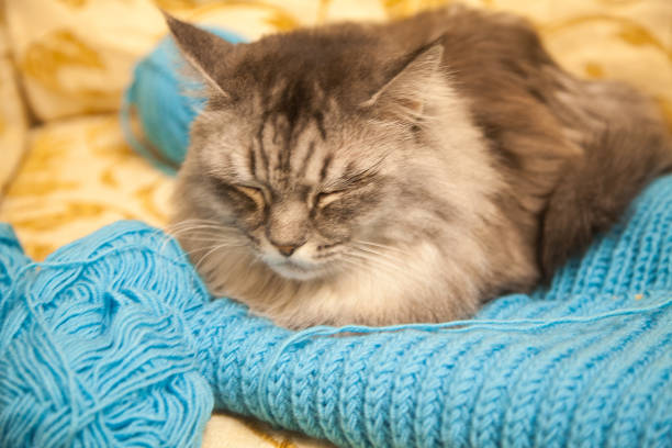 Cute kitten sleeping