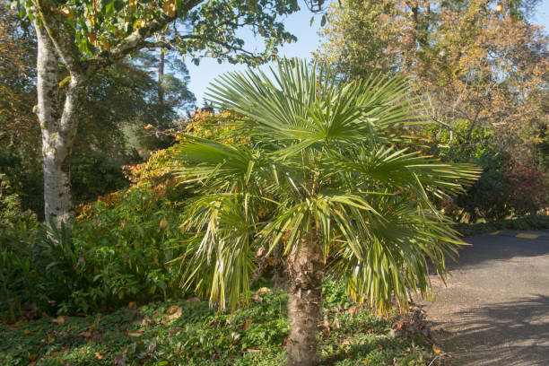 Autumn Foliage of an Evergreen Chinese Windmill or Chusan Palm (Trachycarpus fortunei) Growing in a Garden in Rural Devon, England, UK Trachycarpus fortunei ia An Evergreen Palm Tree Native China, Japan, Myanmar and India trachycarpus photos stock pictures, royalty-free photos & images