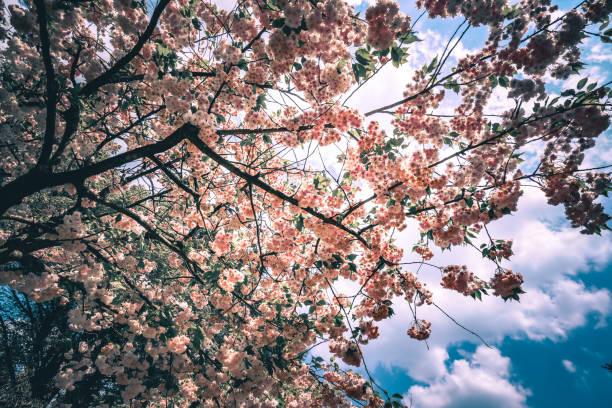 Pink sakura blossom under the sunny day in spring